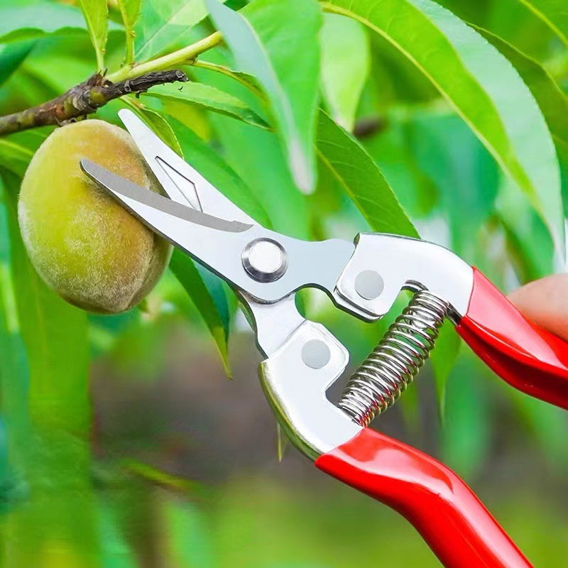 Juego de 4 tijeras para frutas raras con cabezales rectos y curvos de acero inoxidable y mangos de plástico, tijeras para flores raras, tijeras para frutas escasas, poda de árbol de pimienta, tijeras grandes de acero inoxidable para ramas, cabeza curva p