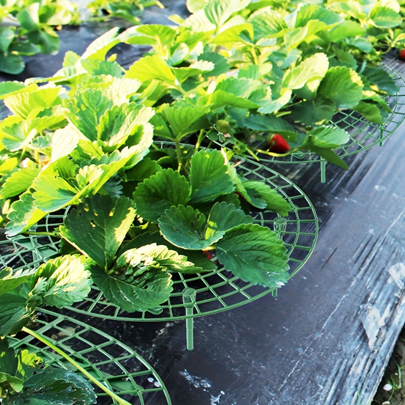 Pack de 10 Soportes para Plantas de Fresa Resistentes con Jaula de 3 Patas - Diseño en Forma de Abanico, Verde para Jardín y Balcón - Montaje Fácil, Ahorro de Espacio, Drenaje Saludable y Producción de Frutos - Ideal para Huertos Caseros y Granjas Comerc