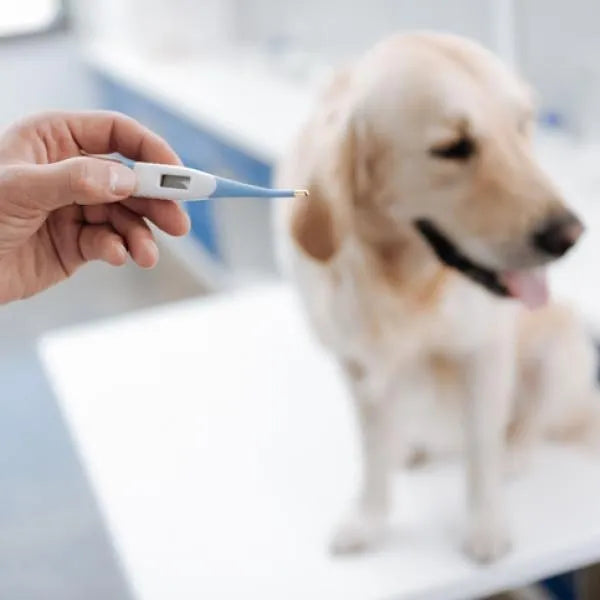 Termómetro Digital Electrónico Para Mascotas Perros Gatos