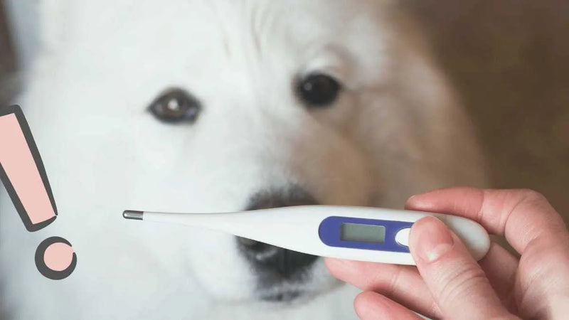Termómetro Digital Electrónico Para Mascotas Perros Gatos