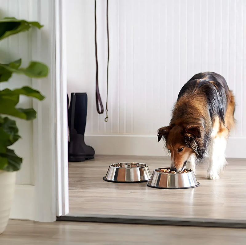 Comedero Plato Para Perros Y Gatos En Acero Inoxidable 22cm Color Plateado