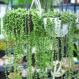 2 piezas de plantas suculentas artificiales con perlas - Plantas colgantes falsas para decoración interior y exterior, fáciles de crecer, ideales para fiestas de bodas en el hogar y la oficina, uso todo el año, no se necesita recipiente, regalo de bienve