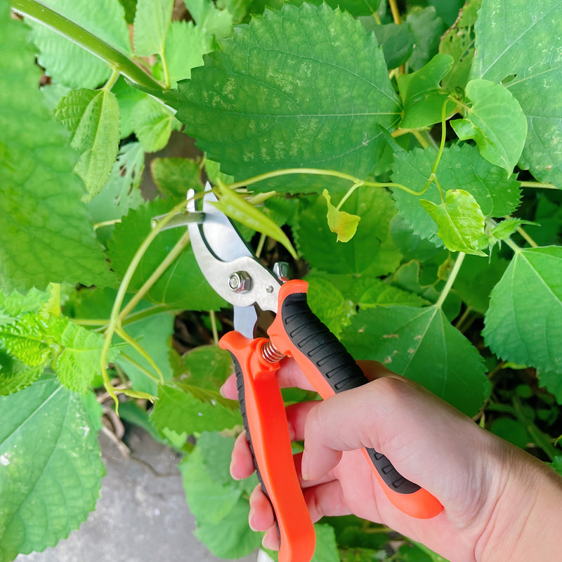 Tijeras de poda de ramas de frutas de acero inoxidable de varios colores, tijeras de jardín, podadores multifuncionales, herramientas de bonsái al aire libre para jardinería