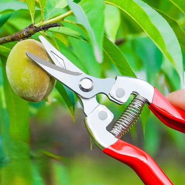 Juego de 4 tijeras para frutas raras con cabezales rectos y curvos de acero inoxidable y mangos de plástico, tijeras para flores raras, tijeras para frutas escasas, poda de árbol de pimienta, tijeras grandes de acero inoxidable para ramas, cabeza curva p