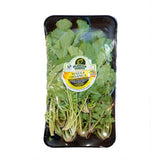 RUGULA HORTIFRESCO ORGANICA