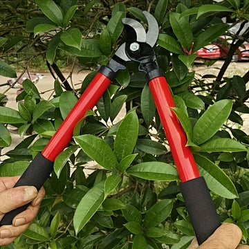 Tijeras de Poda Manuales Profesionales para Ramas con Mangos Ergonómicos Antideslizantes y Hojas de Acero al Carbono - 4 Colores (Verde, Rojo, , Amarillo) para Jardinería, Árboles Frutales, Flores, Uso Doméstico y Comercial