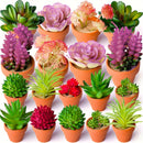 27 piezas de combinación de suculentas mini DIY, muebles de exhibición para cocina y sala de estar, decoración interior creativa al aire libre, bonsái, planta verde, primavera, otoño, Acción de Gracias, festival de cosecha (excluyendo contenedores)