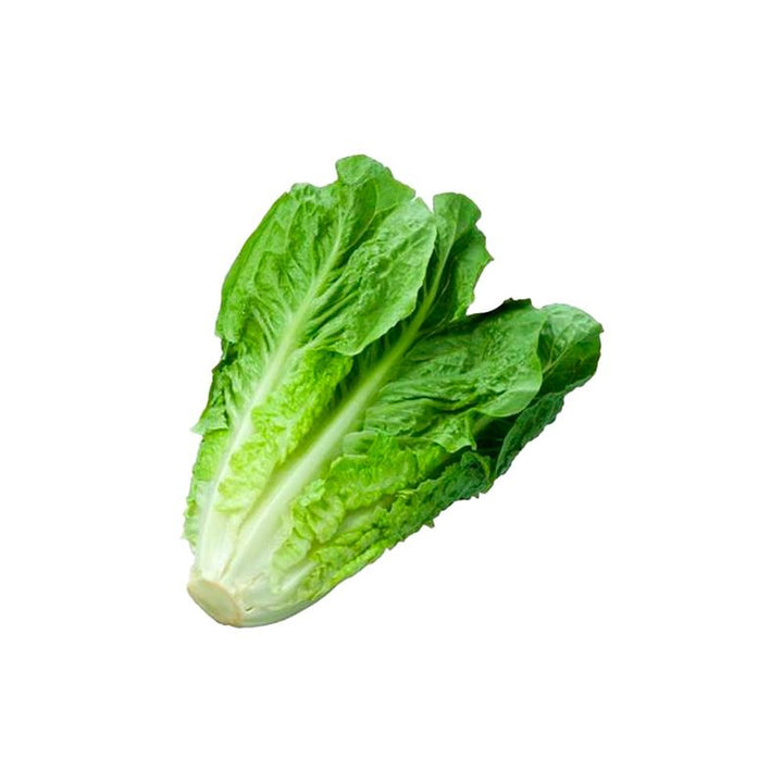 LECHUGA ROMANA HORTIFRESCO 180G ORGNICA