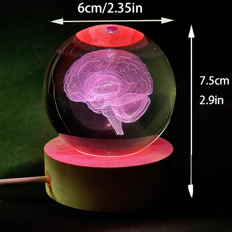 Modelo de Anatomía Cerebral 3D en Globo de Vidrio Luz de Noche LED, Acabado de Metal Pulido, Alimentado por USB, Montaje en Mesa, Iluminación de Arriba, Regalo Ideal para Neurocientíficos, Estudiantes, Maestros, Neurologistas - Decoración de Ciencia Dive