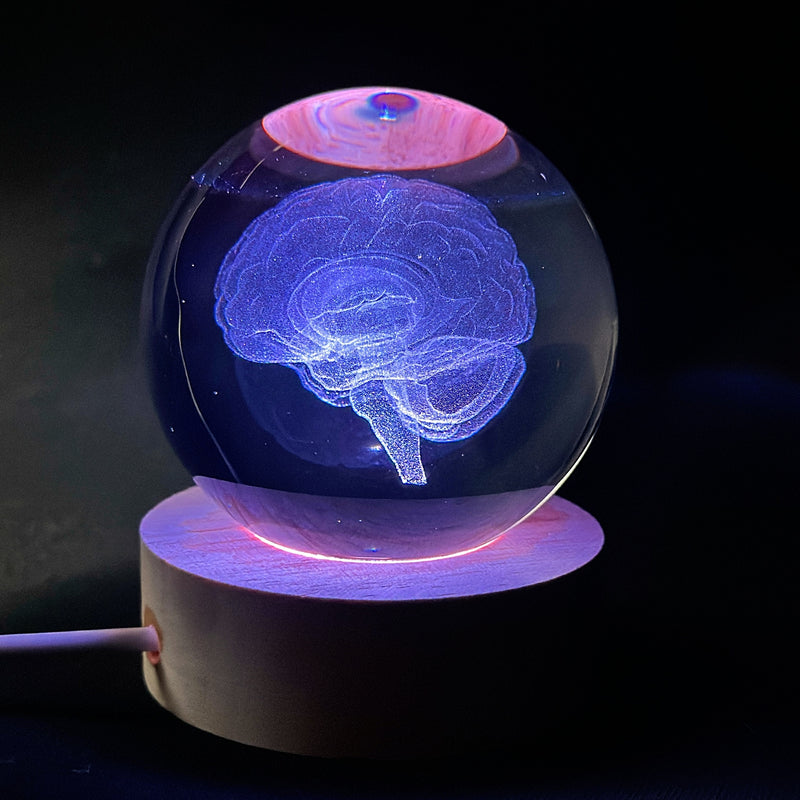 Modelo de Anatomía Cerebral 3D en Globo de Vidrio Luz de Noche LED, Acabado de Metal Pulido, Alimentado por USB, Montaje en Mesa, Iluminación de Arriba, Regalo Ideal para Neurocientíficos, Estudiantes, Maestros, Neurologistas - Decoración de Ciencia Dive