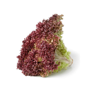 LECHUGA MORADA HORTIFRESCO 120G ORGANICA