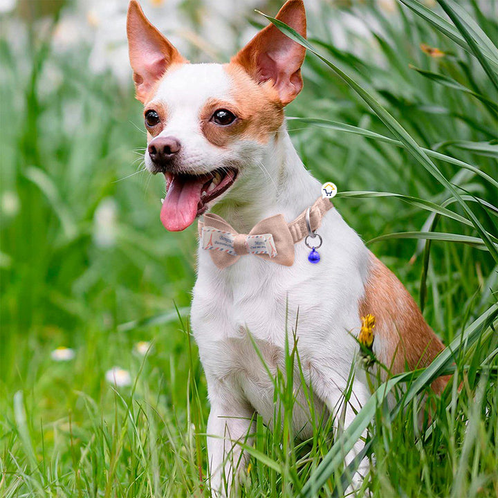 Collar Corbatín Con Cascabel Perros Gatos Correa Mascotas MAS44