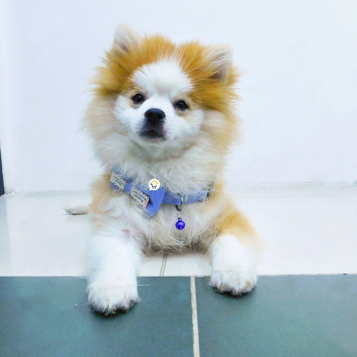 Collar Corbatín Con Cascabel Perros Gatos Correa Mascotas MAS44