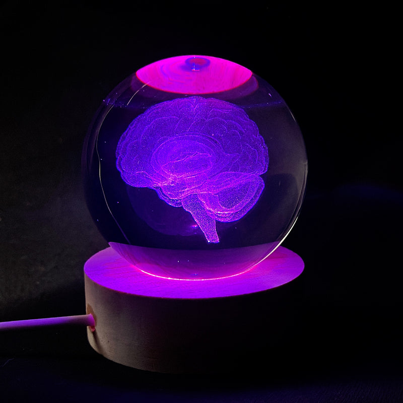 Modelo de Anatomía Cerebral 3D en Globo de Vidrio Luz de Noche LED, Acabado de Metal Pulido, Alimentado por USB, Montaje en Mesa, Iluminación de Arriba, Regalo Ideal para Neurocientíficos, Estudiantes, Maestros, Neurologistas - Decoración de Ciencia Dive