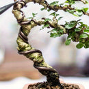 1 Rollo de Alambre Flexible para Bonsái Resistente - 4mm de Grosor x 23 Pies de Largo, Aluminio Anodizado Antioxido Marrón, Soporte para Plantas y Arreglos Florales, Ideal para Jardineros Profesionales y Casuales, Uso Interior/Exterior, Diseño Enrollado,
