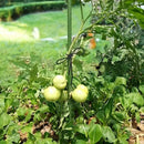 10 piezas de soportes de plantas trepadoras de jardín de alta resistencia - Marco de acero y plástico de PE duradero, no necesita electricidad para vides, pepinos, tomates, guisantes - Sistema de soporte de plantas ahorrador de espacio para interiores y