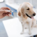 Termómetro Digital Electrónico Para Mascotas Perros Gatos