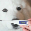 Termometro Digital Electronico Para Mascotas Perros Gatos