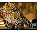 Televisor Tv 32 Pulgadas Smart Tv Netflix Youtube Tdt Inclui