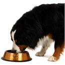 Plato Comedero Bronce Perro Grande Acero Inoxidable 21cm
