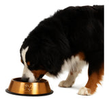 Plato Comedero Bronce Perro Grande Acero Inoxidable 21cm