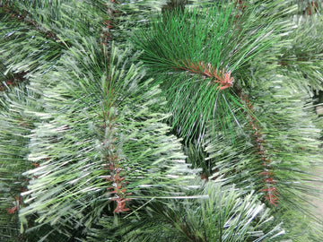 Árbol De Navidad Pino Siberia 2.10 Metros Verde