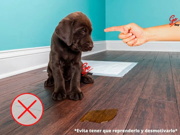 Pañales Entrenadores Para Perro Pads Desechables Mascotas Azul