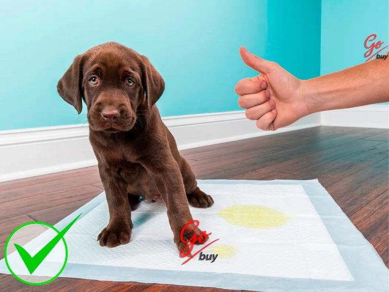 Pañales Entrenadores Para Perro Pads Desechables Mascotas Azul