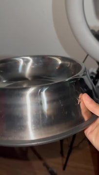 Comedero Plato Para Perros Y Gatos En Acero Inoxidable 22cm Color Plateado