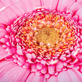 Flotador Flor Inflable Salvavidas Piscina Pool 58787EU