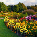 Luces Solares de Girasol, Pack de 3 Linternas LED para Jardín, Senderos, Patio y Decoración de Verano