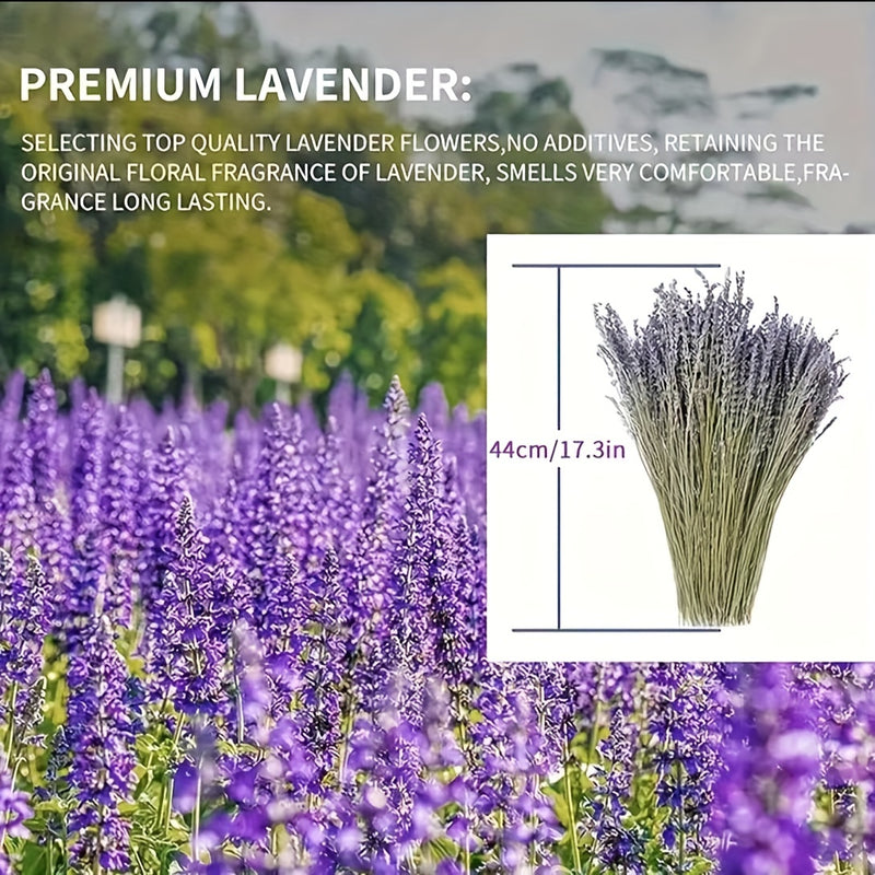 50pcs Flores Secas de Lavanda Natural - Aroma Duradero para Decoración del Hogar, Calmante y Purificador, Perfecto para el Ambiente de la Sala de Estar