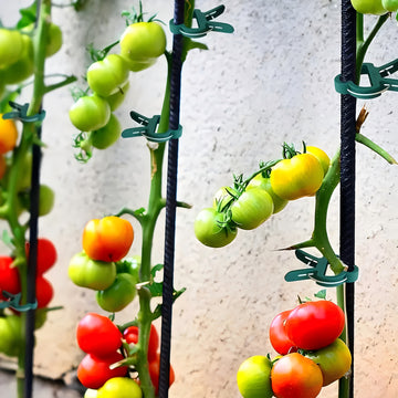 50 Piezas de Soportes para Plantas Resistentes - Pinzas Abiertas para Tomate, Pepino y Guisantes - Herramienta de Jardinería Duradera en Plástico para Cultivo Interior/Exterior - Estabilidad y Crecimiento Saludable de Vegetales