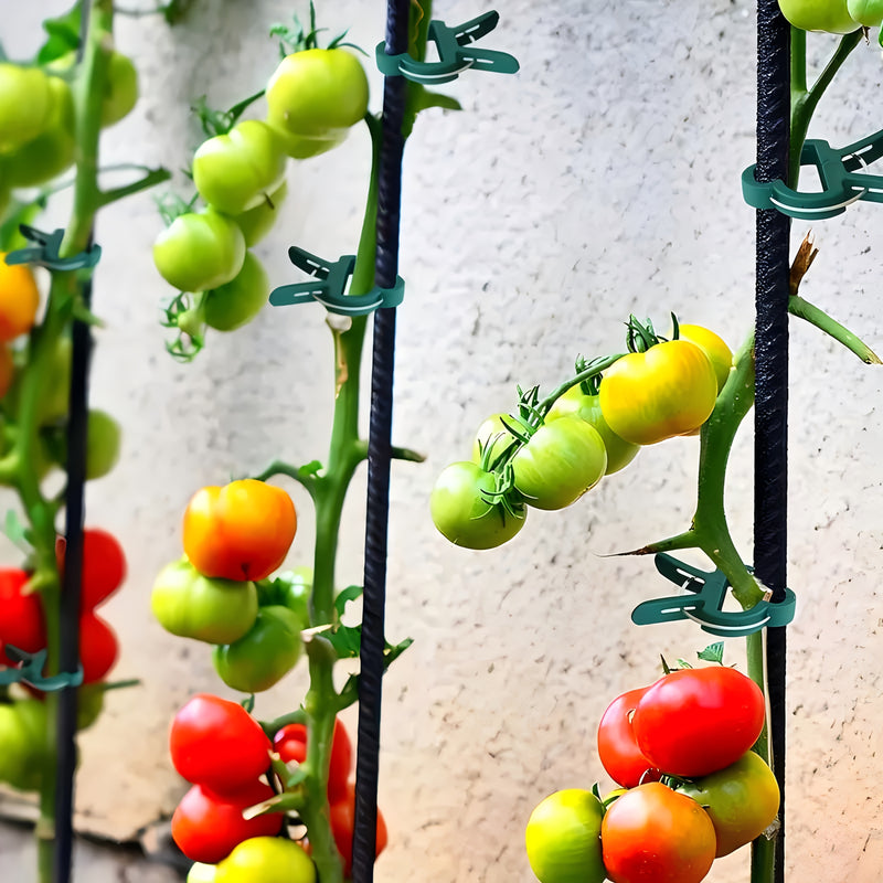 50 Piezas de Soportes para Plantas Resistentes - Pinzas Abiertas para Tomate, Pepino y Guisantes - Herramienta de Jardinería Duradera en Plástico para Cultivo Interior/Exterior - Estabilidad y Crecimiento Saludable de Vegetales
