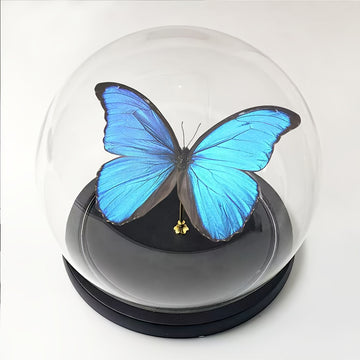 Cubierta de Domo de Vidrio con Base de Madera Maciza - Protector Transparente Antipolvo para Mesas en Decoración del Hogar, Oficina, Jardines en Miniatura y Terrarios - Diseño Moderno Minimalista , Protección para Terrario | Decoración Minimalista Modern
