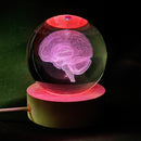 Modelo de Anatomía Cerebral 3D en Globo de Vidrio Luz de Noche LED, Acabado de Metal Pulido, Alimentado por USB, Montaje en Mesa, Iluminación de Arriba, Regalo Ideal para Neurocientíficos, Estudiantes, Maestros, Neurologistas - Decoración de Ciencia Dive