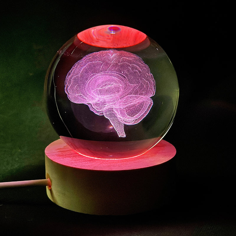 Modelo de Anatomía Cerebral 3D en Globo de Vidrio Luz de Noche LED, Acabado de Metal Pulido, Alimentado por USB, Montaje en Mesa, Iluminación de Arriba, Regalo Ideal para Neurocientíficos, Estudiantes, Maestros, Neurologistas - Decoración de Ciencia Dive