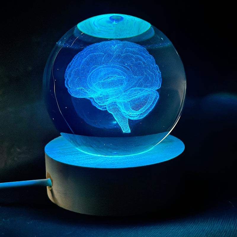 Modelo de Anatomía Cerebral 3D en Globo de Vidrio Luz de Noche LED, Acabado de Metal Pulido, Alimentado por USB, Montaje en Mesa, Iluminación de Arriba, Regalo Ideal para Neurocientíficos, Estudiantes, Maestros, Neurologistas - Decoración de Ciencia Dive
