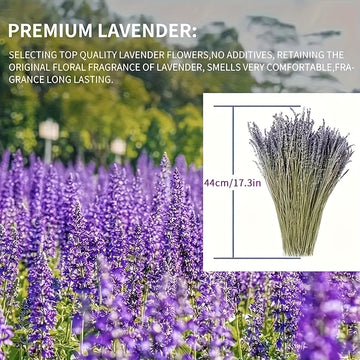 50pcs Flores Secas de Lavanda Natural - Aroma Duradero para Decoración del Hogar, Calmante y Purificador, Perfecto para el Ambiente de la Sala de Estar