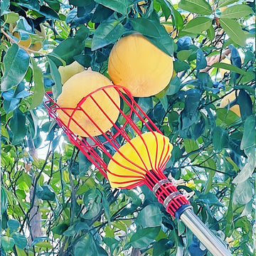 Herramienta de Garra para Recolectar Frutas en Altitud - Cesta de Jardín Metálica para Melocotones, Peras y Naranjas - No Necesita Energía, Esencial para el Mejoramiento del Hogar